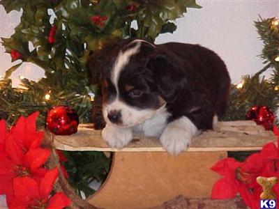 Miniature Australian Shepherd Puppies for Sale